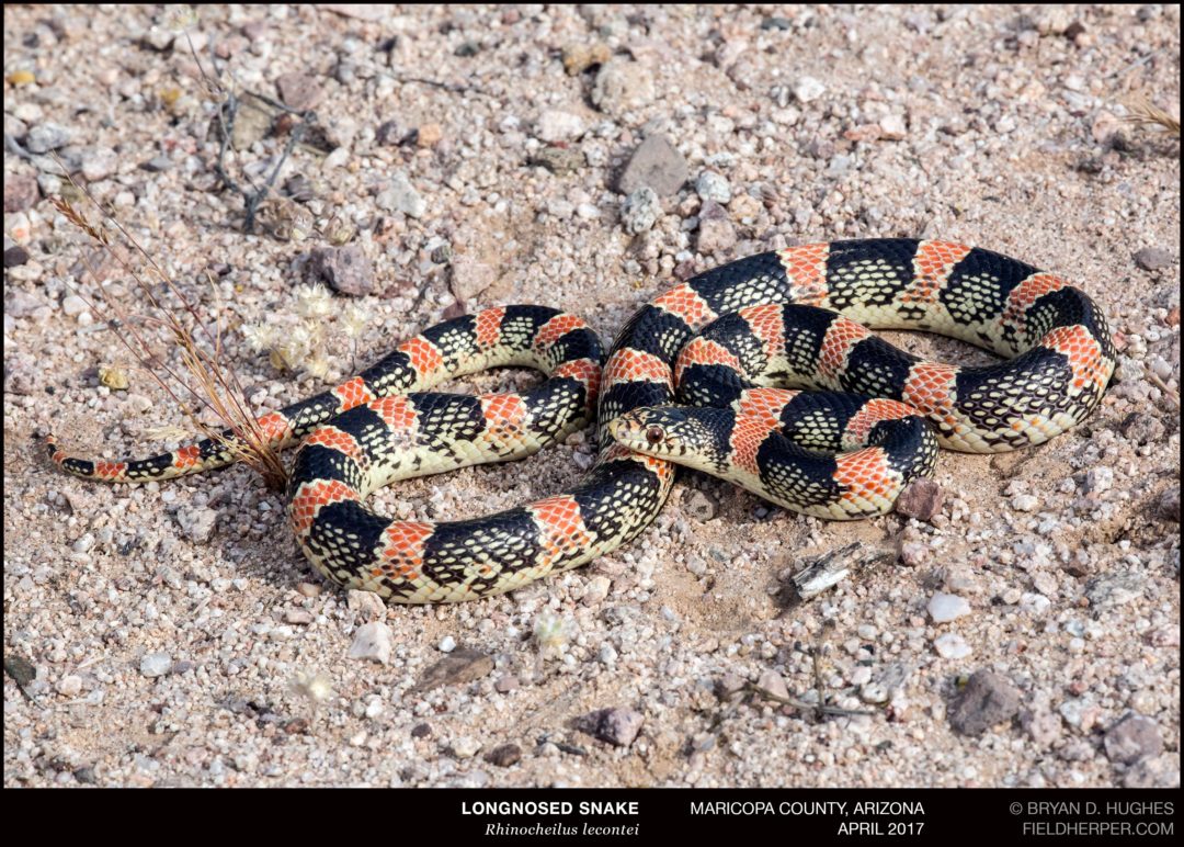 Longnosed Snake Cave Creek Snakes