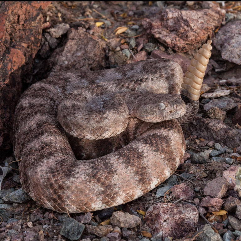 Snake ID Cave Creek Snakes